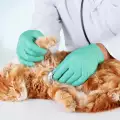 Увреждане на бъбреците при котка