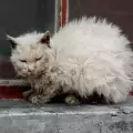 Оказване на помощ на измръзнала котка
