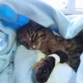 Първа помощ при котки