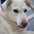 Рак при кучето
