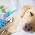 Кои са симптомите на пневмония при кучето