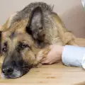 Здраве на Кучето