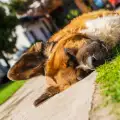 Пловдивчанин уби улично куче със спортен лък