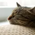 Сънуват ли котките?