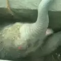 Спасиха от сигурна смърт слонче, паднало в шахта