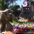 Най-дълголетната слоница в света отпразнува рождения си ден
