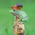 Охлюв и жаба се сприятелиха
