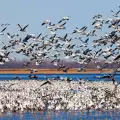 Хиляди снежни гъски загинаха в най-токсичното езеро на Земята