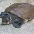 Последна женска от изчезващ вид костенурки ще даде потомство