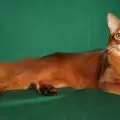 Котка Сомали