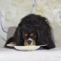 Могат ли кучетата да ядат паста