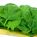 Spinach is a fighter against diabetes