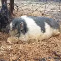 Семейство мислеше, че е изгубило прасенцето си в пожар, но тогава се случи чудо