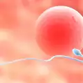 Наносперматозоиди преборват безплодие