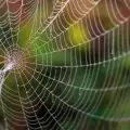 Учени създадоха паяжини от графен, способни да уловят самолет