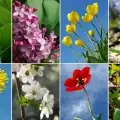 Кои цветя цъфтят през пролетта