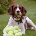 Кучета гонят топките на турнира Brazilian Open