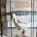 Сребърна се радва на първите излюпени пеликанчета от защитен вид