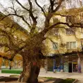 Чинар от Видинско се кандидатира за Европейско дърво на годината