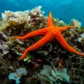 Морските звезди живеят по-дълго, но ако не правят секс
