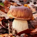 Where Do Porcini Mushrooms Grow?