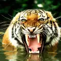 Тигър разкъса ръката на жена, след като я пъхнала в устата му