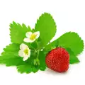 Why Aren`t Strawberries Producing?