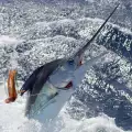 Риба меч прониза смъртоносно рибар
