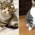 Най-тъжното котенце откри щастието! Вижте го сега