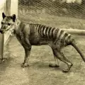 Невероятно! Тасманийският тигър възкръсва