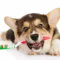 Как се лекуват възпалени венци на куче?