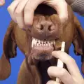 Как да разпознавате възрастта на кучетата по зъбите им?