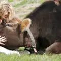 Ето какви проблеми лекува гушкането на крави