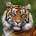 Какво знаете за индонезийския тигър?