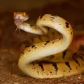 Празникът на змиите събра хиляди в италианско селце