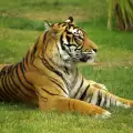 Тигърът Амур стана вегетарианец