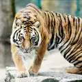 Колко често се хранят тигрите?