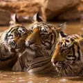 Видове тигри и кратка характеристика за тях