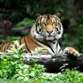 Тигър уби и изяде жена на сафари в Китай