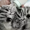 Уникални тигърчета се родиха в Ялта, майката се отказа от тях