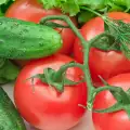 Профилактично пръскане на доматите и краставиците