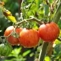 Защо се свиват листата на доматите