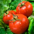 ГМО домати лекуват сърдечни болести