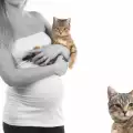 Когато котката ще ражда