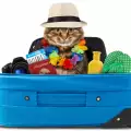 Пътуване с котката в чужбина - какво трябва да знаем?