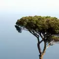 Най-фантастичните дървета в света