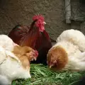 Полезни зеленчуци за домашните кокошки