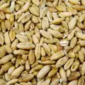 Тритикале - хибридът между пшеница и ръж