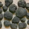 Culinary Use of Truffles