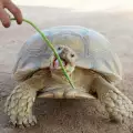 Най-популярните видове костенурки и техните особености